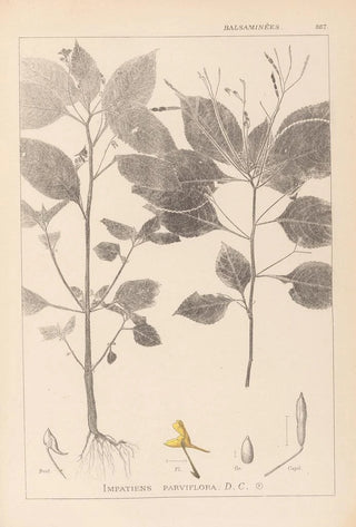 Louis Antoine Cusin - Herbier de la flore franaise Pl0128.webp