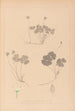 Herbier de la flore française Pl0129 - Louis Antoine Cusin — weergave van het kunstwerk