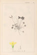 Herbier de la flore française Pl0130 - Louis Antoine Cusin — weergave van het kunstwerk