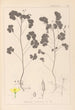 Herbier de la flore française Pl0131 - Louis Antoine Cusin — weergave van het kunstwerk