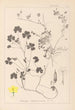 Herbier de la flore française Pl0132 - Louis Antoine Cusin — weergave van het kunstwerk