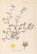 Herbier de la flore française Pl0133 - Louis Antoine Cusin — weergave van het kunstwerk
