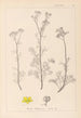Herbier de la flore française Pl0134 - Louis Antoine Cusin — weergave van het kunstwerk