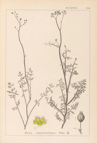 Louis Antoine Cusin - Herbier de la flore franaise Pl0135.webp