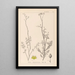 Herbier de la flore française Pl0135 - Louis Antoine Cusin — ingelijst kunstwerk aan de muur