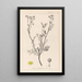 Herbier de la flore française Pl0136 - Louis Antoine Cusin — ingelijst kunstwerk aan de muur