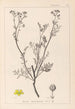 Herbier de la flore française Pl0136 - Louis Antoine Cusin — weergave van het kunstwerk