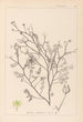 Herbier de la flore française Pl0138 - Louis Antoine Cusin — weergave van het kunstwerk
