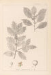 Herbier de la flore française Pl0144 - Louis Antoine Cusin — weergave van het kunstwerk