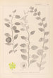 Herbier de la flore française Pl0146 - Louis Antoine Cusin — weergave van het kunstwerk