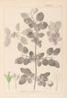 Herbier de la flore française Pl0147 - Louis Antoine Cusin — weergave van het kunstwerk