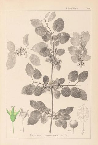 Louis Antoine Cusin - Herbier de la flore franaise Pl0147.webp