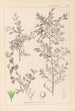 Herbier de la flore française Pl0149 - Louis Antoine Cusin — weergave van het kunstwerk