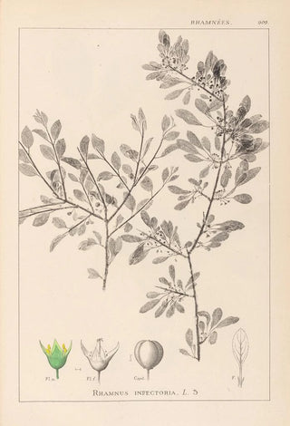 Louis Antoine Cusin - Herbier de la flore franaise Pl0150.webp