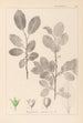 Herbier de la flore française Pl0151 - Louis Antoine Cusin — weergave van het kunstwerk