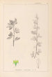 Herbier de la flore française Pl0153 - Louis Antoine Cusin — weergave van het kunstwerk