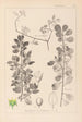 Herbier de la flore française Pl0154 - Louis Antoine Cusin — weergave van het kunstwerk