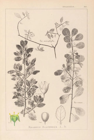 Louis Antoine Cusin - Herbier de la flore franaise Pl0154.webp