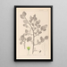 Herbier de la flore française Pl0156 - Louis Antoine Cusin — ingelijst kunstwerk aan de muur
