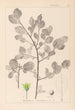 Herbier de la flore française Pl0156 - Louis Antoine Cusin — weergave van het kunstwerk