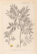 Herbier de la flore française Pl0157 - Louis Antoine Cusin — weergave van het kunstwerk
