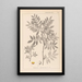 Herbier de la flore française Pl0157 - Louis Antoine Cusin — ingelijst kunstwerk aan de muur