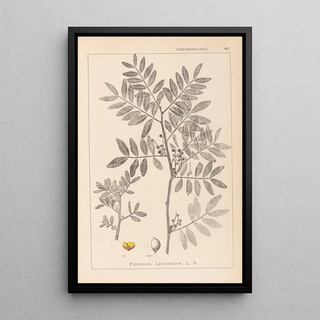 Louis Antoine Cusin - Herbier de la flore franaise Pl0157.webp