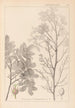 Herbier de la flore française Pl0158 - Louis Antoine Cusin — weergave van het kunstwerk