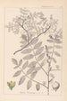 Herbier de la flore française Pl0160 - Louis Antoine Cusin — weergave van het kunstwerk