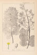 Herbier de la flore française Pl0161 - Louis Antoine Cusin — weergave van het kunstwerk