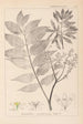 Herbier de la flore française Pl0162 - Louis Antoine Cusin — weergave van het kunstwerk