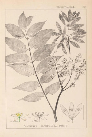 Louis Antoine Cusin - Herbier de la flore franaise Pl0162.webp