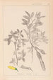 Herbier de la flore française Pl0163 - Louis Antoine Cusin — weergave van het kunstwerk