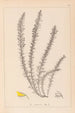 Herbier de la flore française Pl0166 - Louis Antoine Cusin — weergave van het kunstwerk