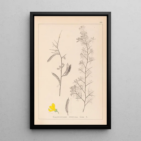Louis Antoine Cusin - Herbier de la flore franaise Pl0168.webp