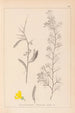 Herbier de la flore française Pl0168 - Louis Antoine Cusin — weergave van het kunstwerk