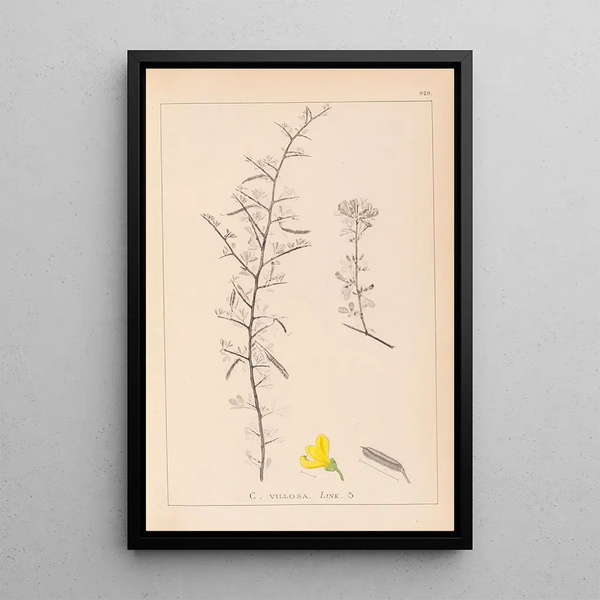 Louis Antoine Cusin - Herbier de la flore franaise Pl0169.webp