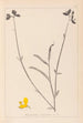 Herbier de la flore française Pl0170 - Louis Antoine Cusin — weergave van het kunstwerk