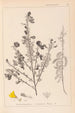 Herbier de la flore française Pl0171 - Louis Antoine Cusin — weergave van het kunstwerk