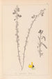 Herbier de la flore française Pl0172 - Louis Antoine Cusin — weergave van het kunstwerk
