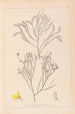 Herbier de la flore française Pl0173 - Louis Antoine Cusin — weergave van het kunstwerk