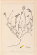 Herbier de la flore française Pl0174 - Louis Antoine Cusin — weergave van het kunstwerk