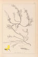 Herbier de la flore française Pl0176 - Louis Antoine Cusin — weergave van het kunstwerk