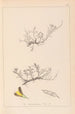 Herbier de la flore française Pl0177 - Louis Antoine Cusin — weergave van het kunstwerk