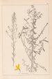 Herbier de la flore française Pl0178 - Louis Antoine Cusin — weergave van het kunstwerk
