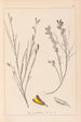 Herbier de la flore française Pl0180 - Louis Antoine Cusin — weergave van het kunstwerk