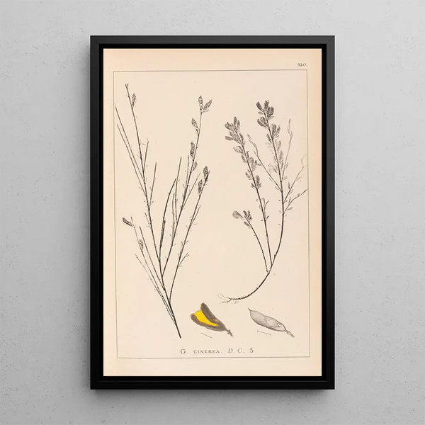 Louis Antoine Cusin - Herbier de la flore franaise Pl0180.webp