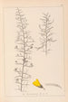 Herbier de la flore française Pl0182 - Louis Antoine Cusin — weergave van het kunstwerk