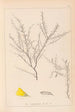 Herbier de la flore française Pl0183 - Louis Antoine Cusin — weergave van het kunstwerk