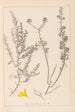 Herbier de la flore française Pl0184 - Louis Antoine Cusin — weergave van het kunstwerk